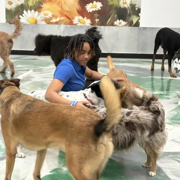 Supervised dog daycare at K9 Rox Club